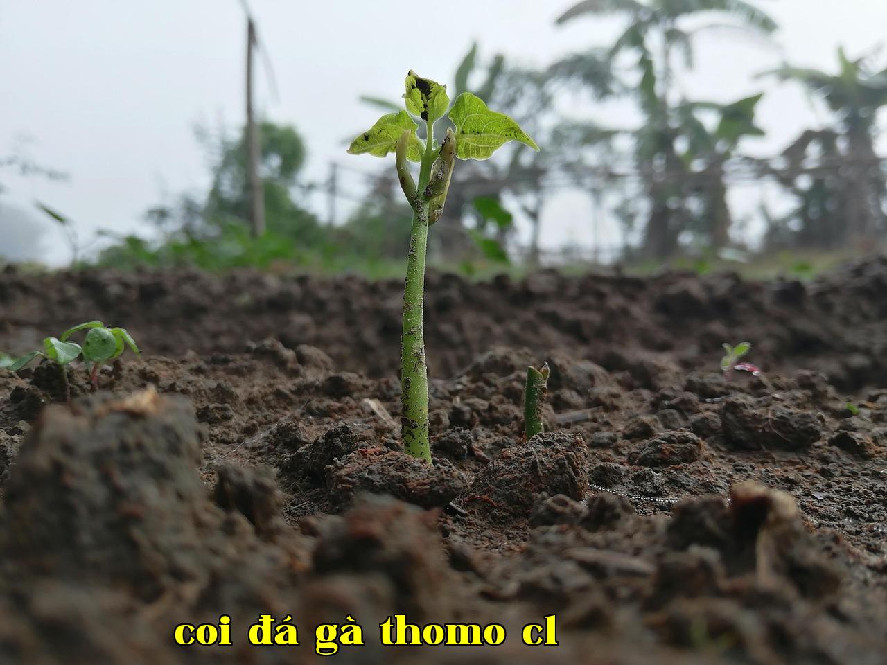 Xây dựng cây theo chiều ngược lại từ kết quả duyệt - winvn com9